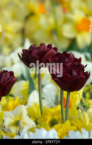 Eine Vielzahl von Frühlingsblumen von schwarzen Papageien, Frühlingsgrünen Tulpen und gelben und weißen Narzissen in einem botanischen Garten Stockfoto