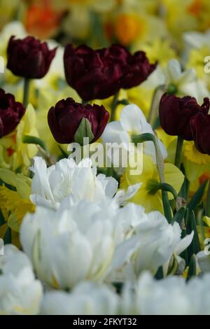 Eine Vielzahl von Frühlingsblumen von schwarzen Papageien, Frühlingsgrünen Tulpen und gelben und weißen Narzissen in einem botanischen Garten Stockfoto