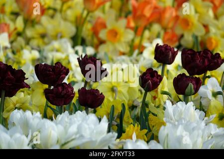 Eine Vielzahl von Frühlingsblumen von schwarzen Papageien, Frühlingsgrünen Tulpen und gelben und weißen Narzissen in einem botanischen Garten Stockfoto