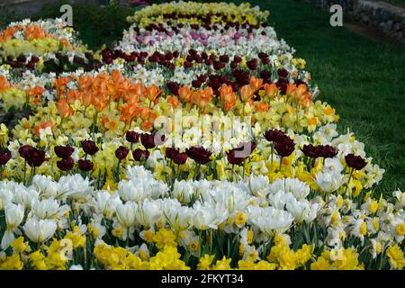 Eine Vielzahl von Frühlingsblumen aus Triumph Tulpen, schwarzen Papageien und Narzissen in einer Reihe in einem Botanischen Garten Stockfoto