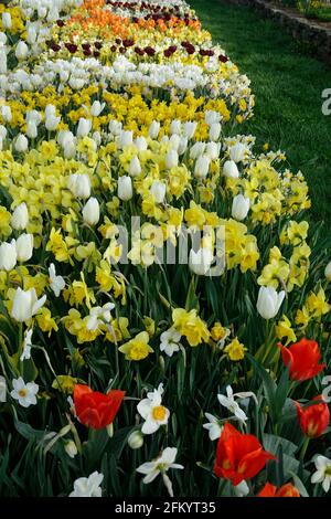 Eine Vielzahl von Frühlingsblumen aus Triumph Tulpen, schwarzen Papageien und Narzissen in einer Reihe in einem Botanischen Garten Stockfoto