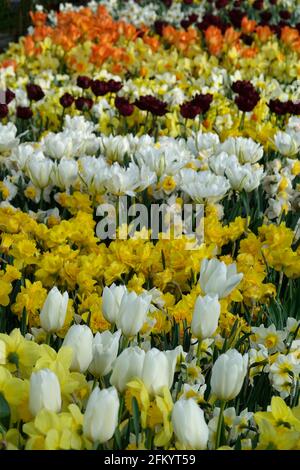 Eine Vielzahl von Frühlingsblumen aus Triumph Tulpen, schwarzen Papageien und Narzissen in einer Reihe in einem Botanischen Garten Stockfoto