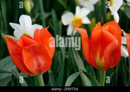 Eine Vielzahl von Feurigen roten Tulpen mit gelber Flamme Basis zwischen gelben und weißen Narzissen in einem Botanischen Garten Stockfoto