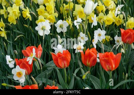 Eine Vielzahl von Feurigen roten Tulpen mit gelber Flamme Basis zwischen gelben und weißen Narzissen in einem Botanischen Garten Stockfoto