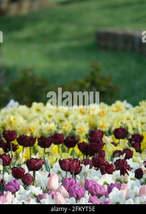 Eine Vielzahl von Frühlingsblumen aus Triumph Tulpen, schwarzen Papageien und Narzissen in einer Reihe in einem Botanischen Garten Stockfoto