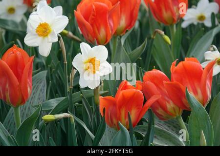 Eine Vielzahl von Feurigen roten Tulpen mit gelber Flamme Basis zwischen gelben und weißen Narzissen in einem Botanischen Garten Stockfoto