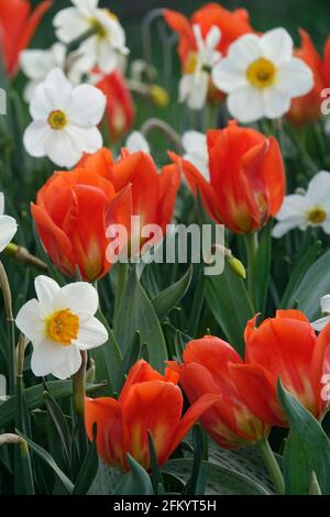 Eine Vielzahl von Feurigen roten Tulpen mit gelber Flamme Basis zwischen gelben und weißen Narzissen in einem Botanischen Garten Stockfoto