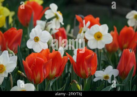 Eine Vielzahl von Feurigen roten Tulpen mit gelber Flamme Basis zwischen gelben und weißen Narzissen in einem Botanischen Garten Stockfoto