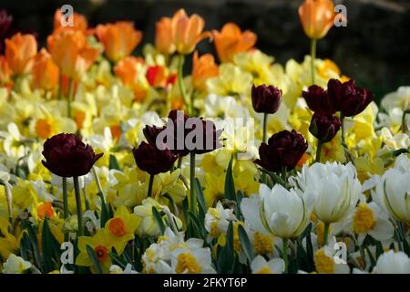 Eine Vielzahl von Frühlingsblumen von Frühlingsgrünen Tulpen, Orange Triumph Tulpen und schwarzen Papageien unter Narzissen in einem botanischen Garten Stockfoto