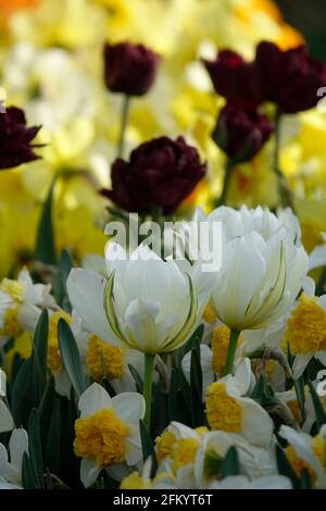 Eine Vielzahl von Frühlingsblumen von Frühlingsgrünen Tulpen und Schwarze Papageien unter Narzissen in einem botanischen Garten Stockfoto