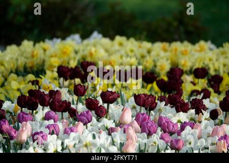 Eine Vielzahl von Frühlingsblumen aus Triumph Tulpen, schwarzen Papageien und Narzissen in einem botanischen Garten Stockfoto