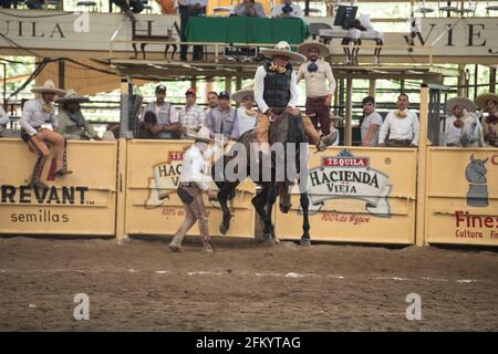 Ein charro zeigt sein Können beim aufregenden Bocking-Horse-Event beim Charreada-Wettbewerb in Tlajomulco de Zuniga, Jalisco, Mexiko. Stockfoto