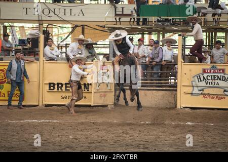 Ein charro zeigt sein Können beim aufregenden Bocking-Horse-Event beim Charreada-Wettbewerb in Tlajomulco de Zuniga, Jalisco, Mexiko. Stockfoto