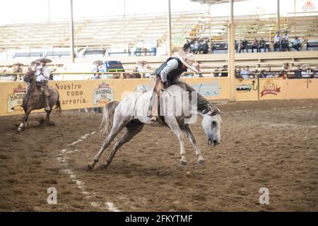 Ein charro zeigt sein Können beim aufregenden Bocking-Horse-Event beim Charreada-Wettbewerb in Tlajomulco de Zuniga, Jalisco, Mexiko. Stockfoto