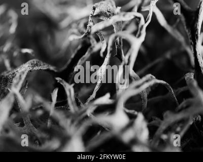 Makro monochrome Aufnahme eines Baummoos Pseudevernia furfuracea, selektiver Fokus Stockfoto