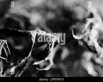 Makro monochrome Aufnahme eines Baummoos Pseudevernia furfuracea, selektiver Fokus Stockfoto