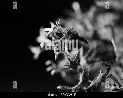 Makro monochrome Aufnahme eines Baummoos Pseudevernia furfuracea, selektiver Fokus Stockfoto