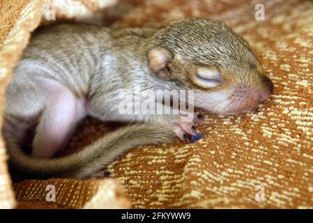 Tigiwinkles Wildlife Hospital in Buckinghamshire Baby Squirrel pic David Sandison Stockfoto