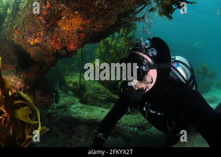 Taucher unter einem farbenfrohen Felsüberhang mit gestieltem Seetang im Hintergrund. Stockfoto