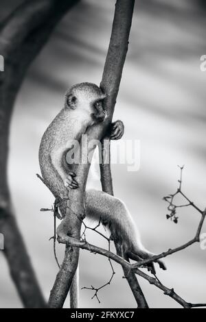 Entspannter Vervet-Affe, der an einem Ast hängt und in Schwarz und Weiß in die Ferne starrt. Schöne Kunst. Chlorocebus pygerythrus Stockfoto