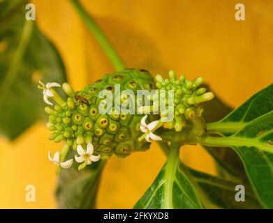 Noni Frucht, Morinda citrifolia mit blühenden Blüten Stockfoto