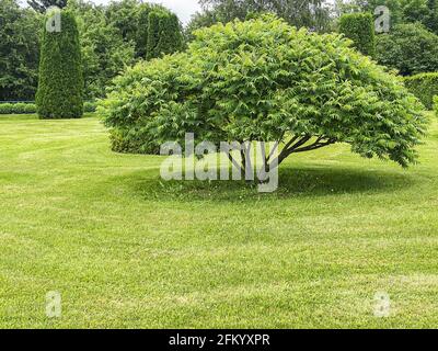 Malerische Landschaft von Sommergarten mit Hainbuche Baum auf grün Rasen Stockfoto