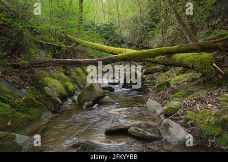 Bach fließt durch die moosigen Felsen in den Wäldern, Toskana, Italien Stockfoto