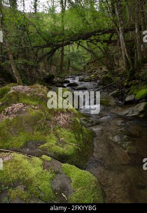 Bach fließt durch die moosigen Felsen in den Wäldern, Toskana, Italien Stockfoto