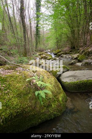 Bach fließt durch die moosigen Felsen in den Wäldern, Toskana, Italien Stockfoto