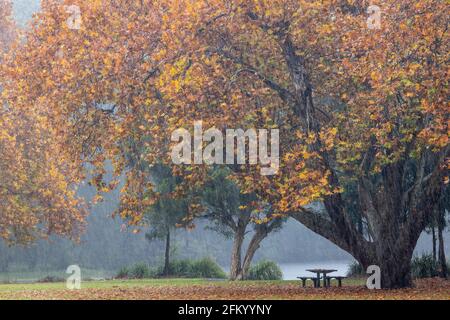 Herbstlaub und Regen fallen im Audley Picnic Area im Royal National Park, Sydney, Australien Stockfoto