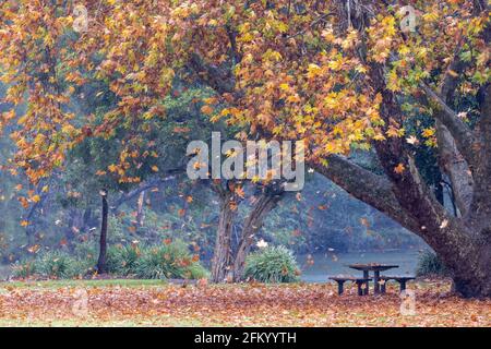 Herbstblätter fallen im Audley Picnic Area im Royal National Park, Sydney, Australien Stockfoto