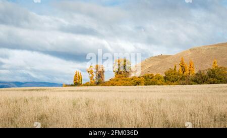 Goldene Herbstbäume stehen in Canterbury, Südinsel, gegen die sanften Hügel und das Ackerland. Stockfoto