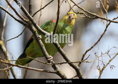 Unter der Leitung von gelb Amazon (Amazona Oratrix), Rosensteinpark, Stuttgart, Baden-Württemberg Stockfoto