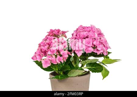 Rosa Hydrangea im Topf. Hortensia Macrophylla. Stockfoto