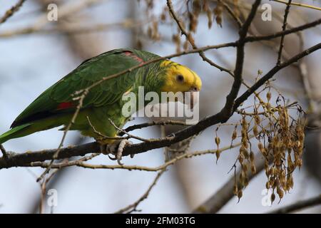 Unter der Leitung von gelb Amazon (Amazona Oratrix), Rosensteinpark, Stuttgart, Baden-Württemberg Stockfoto