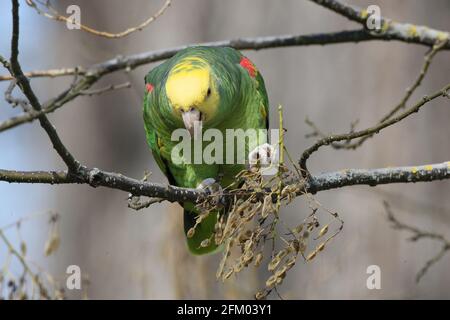 Unter der Leitung von gelb Amazon (Amazona Oratrix), Rosensteinpark, Stuttgart, Baden-Württemberg Stockfoto