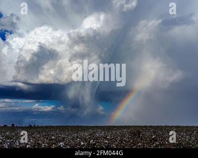 Gewitter mit Regenbogen über einem Baumwollfeld Stockfoto