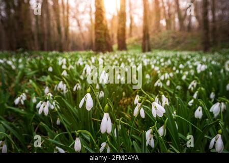 Alcsutdoboz, Ungarn - wunderschönes Feld von Schneeglöckchen-Blumen (Galanthus nivalis) im Wald von Alcsutdoboz mit warmem Sonnenschein bei Sonnenuntergang am Rücken Stockfoto
