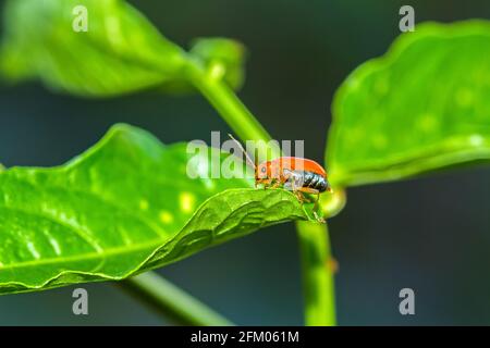 Nahaufnahme Pumpkin Beetle, Yellow Squash Beetle oder Cucurbit Beetle auf grünem Blatt Stockfoto