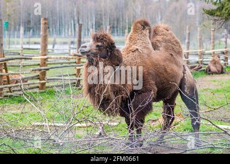 Schöne zwei Höcker Kamel in einem Bauernhof oder Zoo. Mongolisches Kamel oder inländisches Baktrian-Kamel, große, gleichmäßig zerstoßene Huftiere, die in den Steppen Zentralasiens beheimatet sind Stockfoto