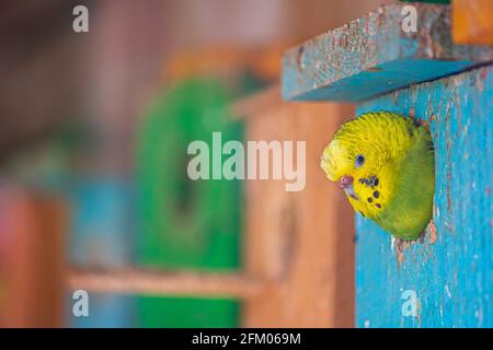 Winziges Budgie Papageiengesicht oder Sittich vor der Tür oder Eingang eines bunten Holzhauses Stockfoto
