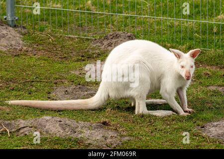 Extrem seltenes weißes Albino-Känguru, Nahaufnahme Stockfoto