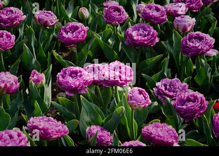 Lila Tulpen aus der Nähe im Garten. Frühling lila Hintergrund floralen Hintergrund. Wunderschönes Blumenbeet, Landschaftsgestaltung von Parks und Plätzen. Gemustertes Haustier Stockfoto