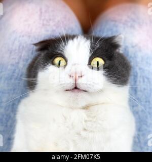 Porträt einer lustigen niedlichen Falte Katze mit weit geöffneten Augen. Stockfoto