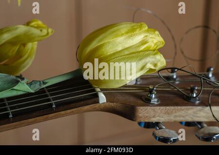 Fading Flowers und eine akustische Gitarre. Gelbe Tulpen liegen auf dem Griffbrett der Gitarre. Verblassende Popularität, vergessener Ruhm Konzept. Selektiver Fokus Stockfoto