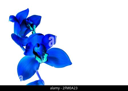 Blaue Phalaenopsis blüht in abstrakter Optik isoliert auf Weiß. Stockfoto