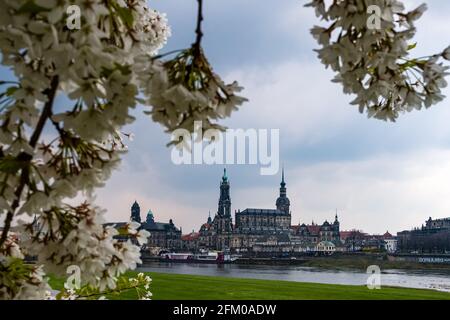 Der Dreifaltigkeitsdom und der Hausmannsturm in der Altstadt, von blühenden Kirschbäumen über die Elbe gesehen. Stockfoto