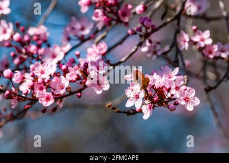 Blüten einer Higan-Kirsche (Prunus subhirtella), einem japanischen Kirschbaum, in voller Blüte. Stockfoto
