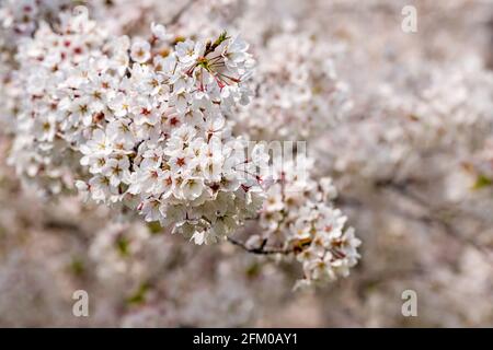 Weiße Blüten eines japanischen Kirschbaums von Somei Yoshino (Prunus × yedoensis) in voller Blüte. Stockfoto
