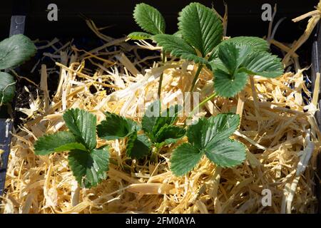 Junger Erdbeerstrauch mit Stroh dazwischen Stockfoto